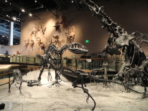 Fossil_displays_-_Natural_History_Museum_of_Utah_-_DSC07215