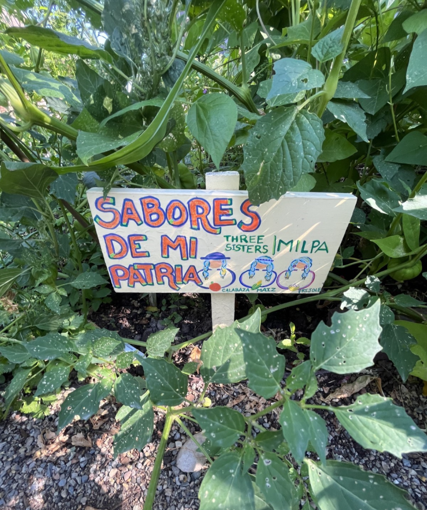 Image of sign in garden. Sign has text: Sabores de mi patria. Three sisters - MILPA. Calabaza, maiz, frijole.